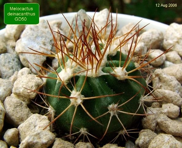 Melocactus _deinacanthus _GD50 _01